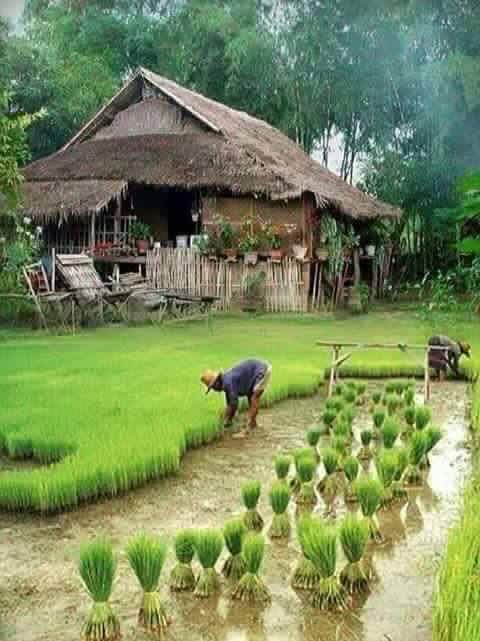 Traditional Farming Method